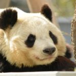 中国株の始め方、オススメの証券会社をまとめておくよ!